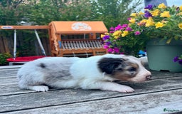 Australian Shepherd honden te koop: Mooie Australian shepherd pups in Bunschoten-Spakenburg - Afbeelding 9