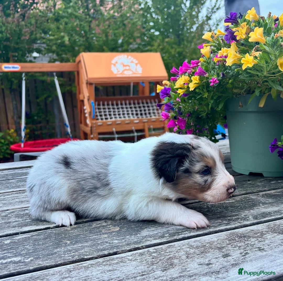 Australian Shepherd honden te koop: Mooie Australian shepherd pups in Bunschoten-Spakenburg - Afbeelding 9
