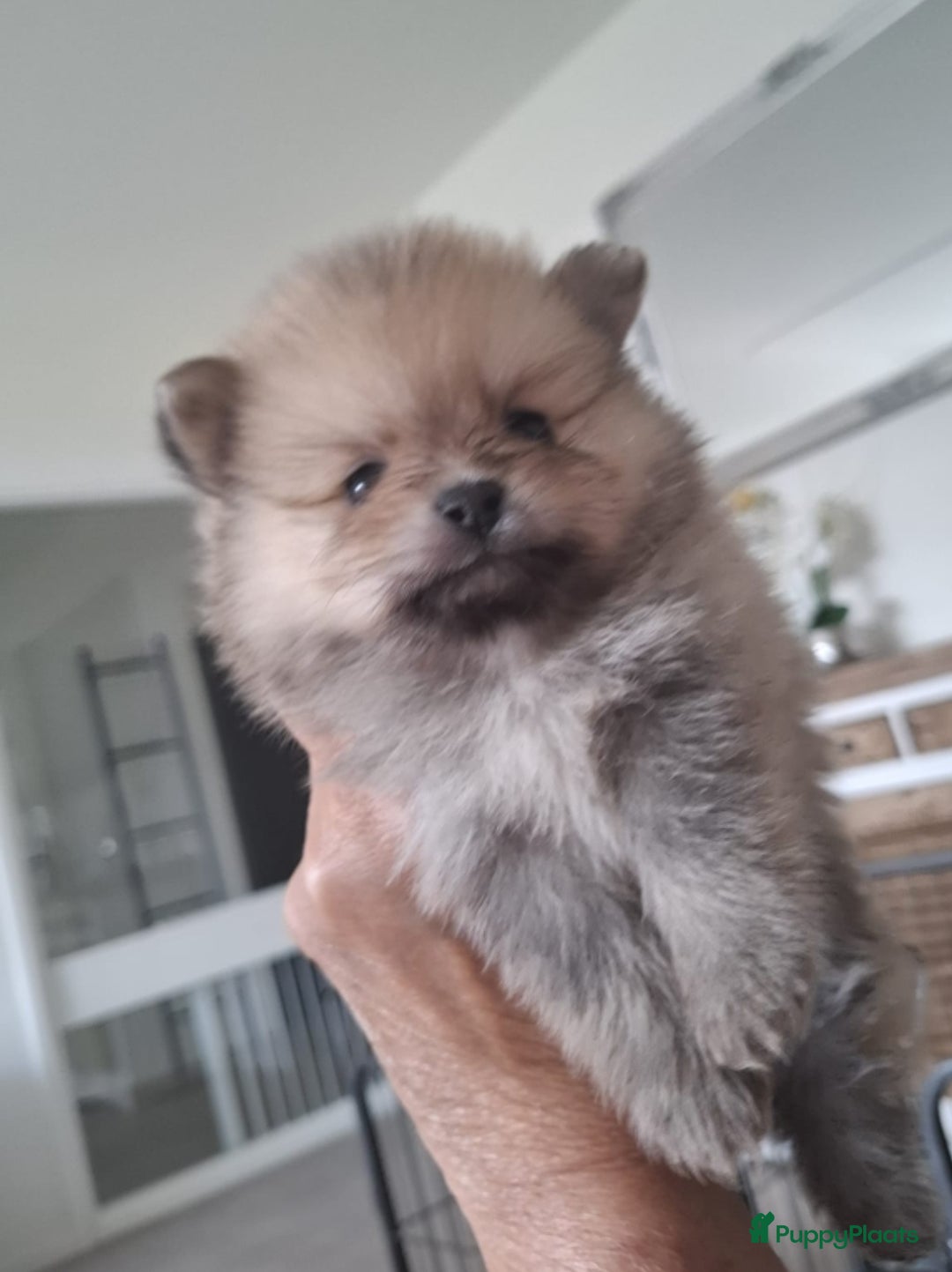 Pomeriaan honden te koop: Nederlandse Dwergkees/Pomeranian pups  - Afbeelding 10