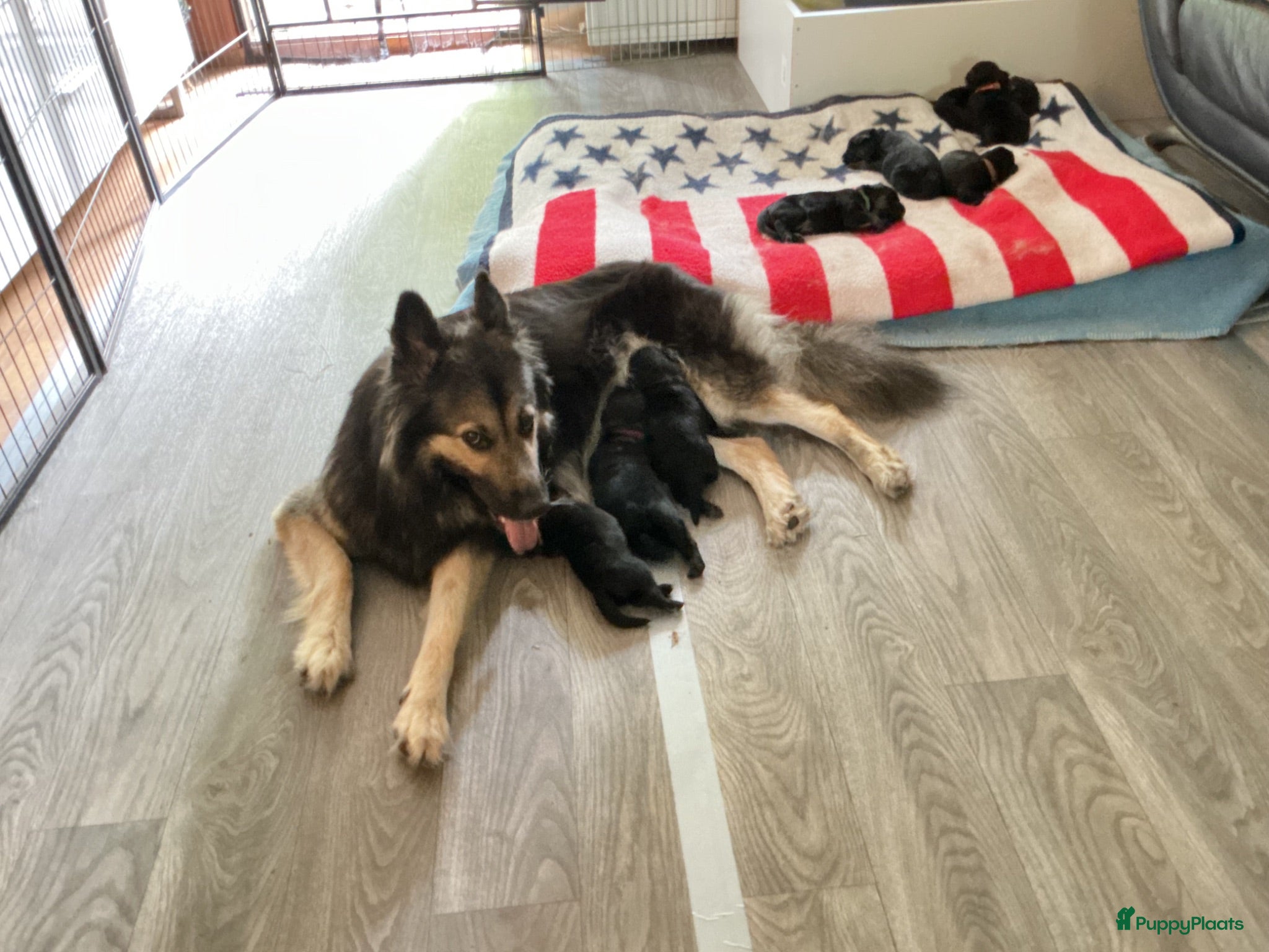 Kruising honden Eurasier/Duitse Herder x Golden Retriever pups - Advertentie 5