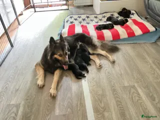 Kruising honden Eurasier/Duitse Herder x Golden Retriever pups - Advertentie 5