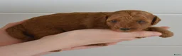 Poedel Toy honden te koop: Te koop Toy poedel pups met FCI stamboom in Alblasserdam - Advertentie 11
