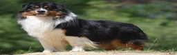 Australian Shepherd honden te koop: australian shepherd pups met stamboom - Advertentie 7