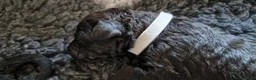 Kruising honden te koop: Medium Multigen labradoodle pups - Advertentie 3