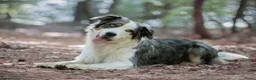 Australian Shepherd honden ter dekking: Dekreu Australian Shepherd blue merle in Ermelo - Advertentie 7
