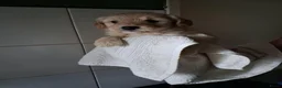 Labradoodle honden te koop: mooie puppy,s labradoodles 1 teefje en 3 reutjes - Advertentie 10