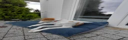 Barsoi honden te koop: AZALIA, Borzoi-teef uit FCI-kennel zoekt thuis - Advertentie 8