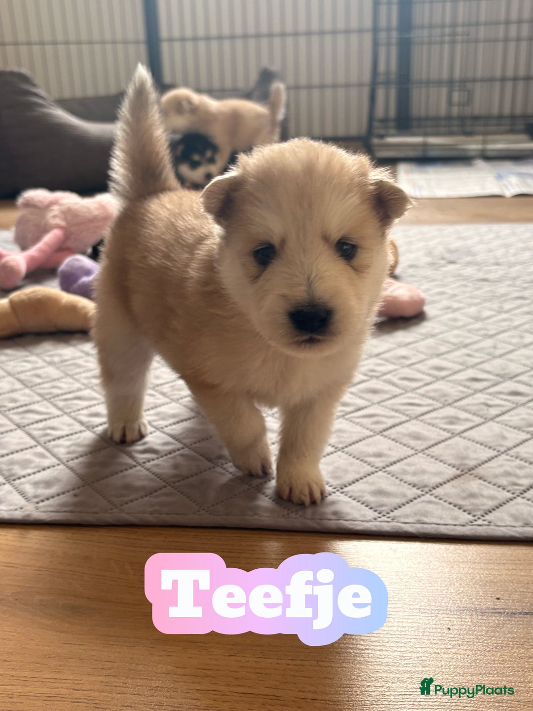 Pomsky honden te koop: 🌟 Prachtige Pomsky Pups te Koop  - Advertentie 8