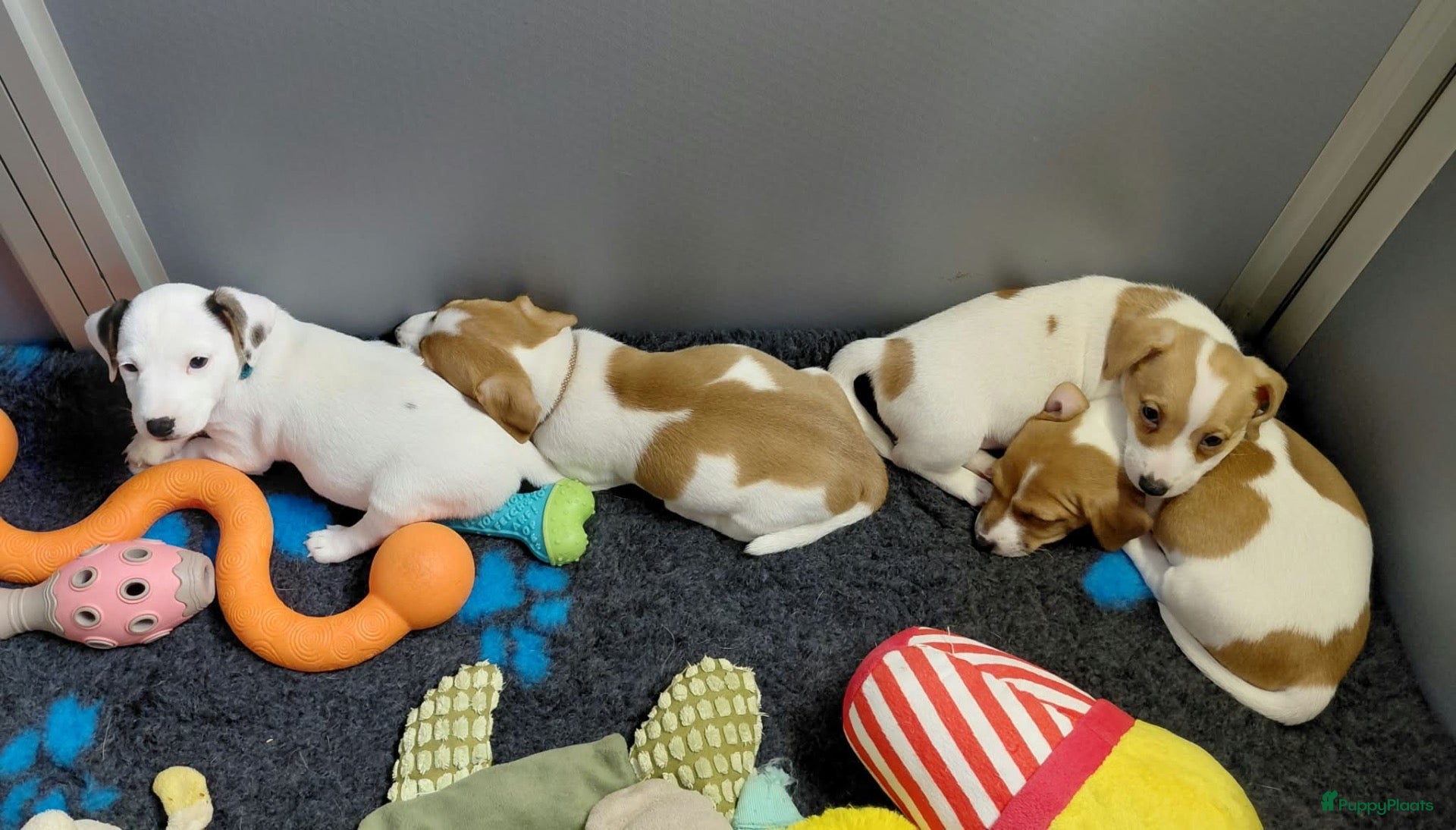 Jack Russel Terriër honden Jack Russell pups – 2 reutjes & 2 teefjes - Advertentie 6