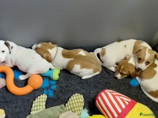 Jack Russel Terriër honden Jack Russell pups – 2 reutjes & 2 teefjes - Advertentie 6