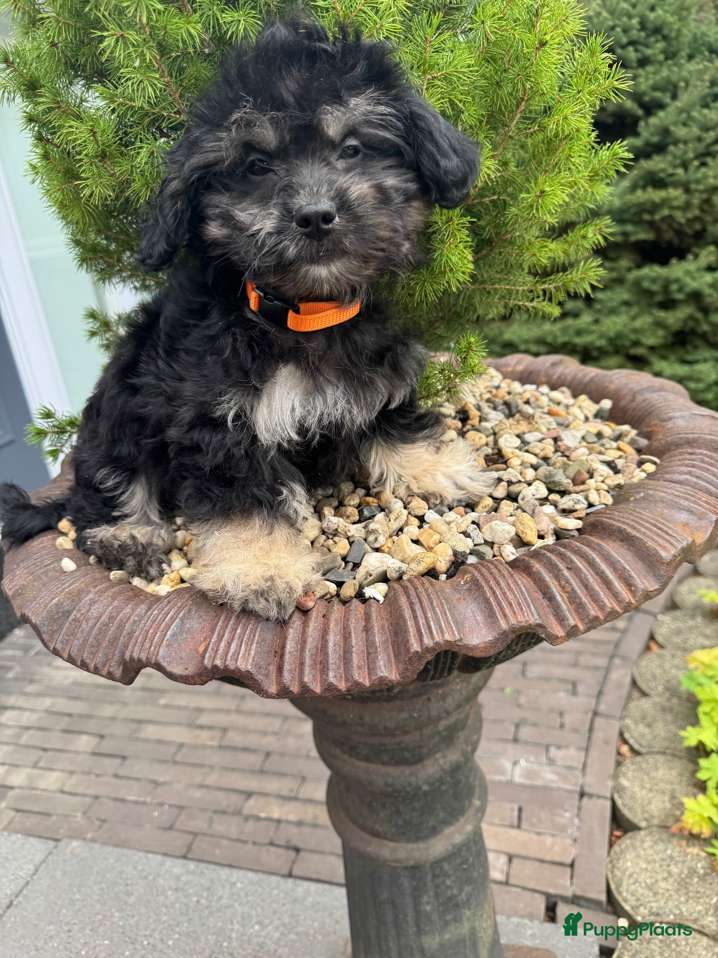 Kruising honden Lieve boomer puppies  - Advertentie 3