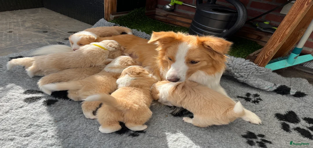 Galerij afbeelding {{count}}