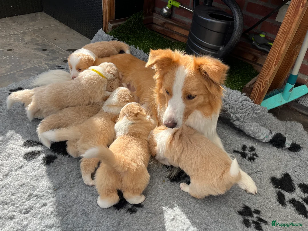 Galerij afbeelding {{count}}