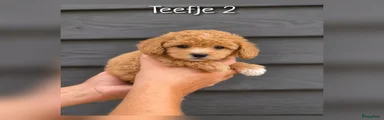 Teefje 2