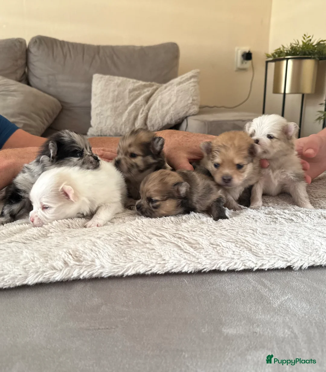 Pomeriaan honden te koop: Pomeriaan pups - Advertentie 14
