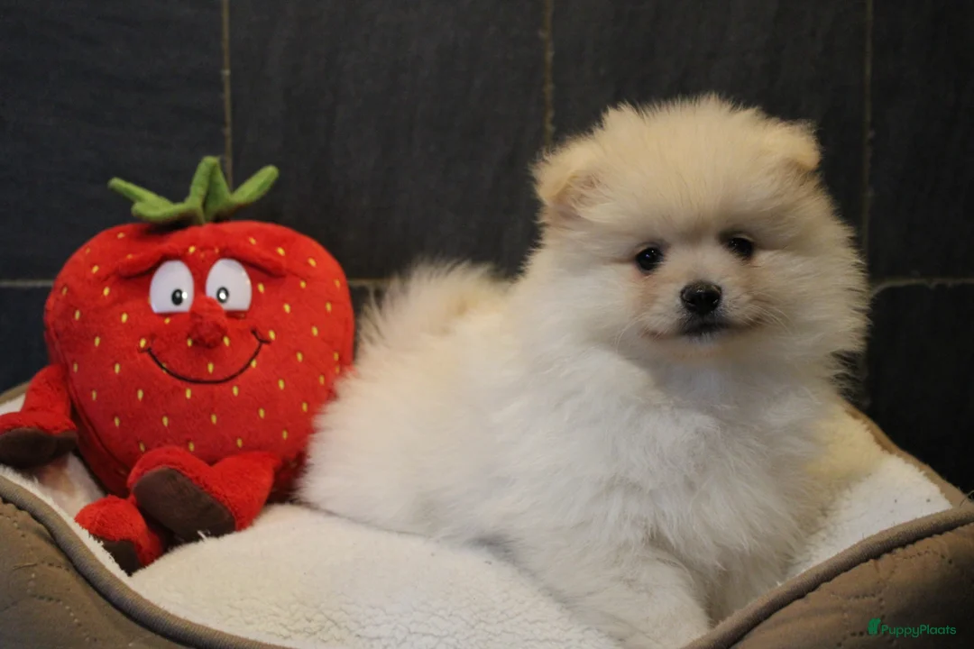 Pomeriaan honden te koop: Pomeriaan pups - Advertentie 17