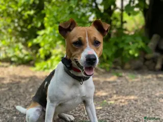 Fox Terriër Gladhaar honden Boerenfox dekreu - Advertentie 16