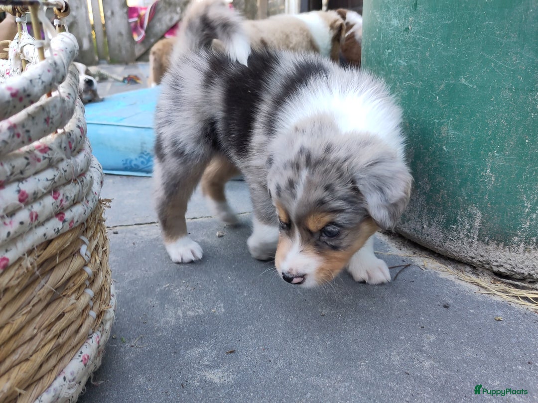 Australian Shepherd honden te koop: Australian Shepherd x Bordercollie pups in Linde - Afbeelding 11