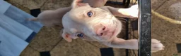 Amerikaanse Bully honden te koop: American Micro bully pups mogen het nest verlaten - Advertentie 4