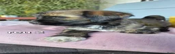 Tibetaanse Terriër honden te koop: Tibetaanse terriër pups met FCI stamboom - Advertentie 26