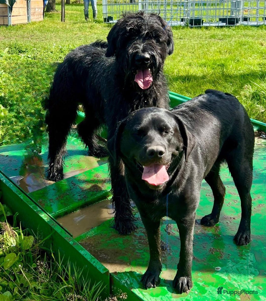 Kruising honden te koop: Puppy’s te koop – Labrador x Riesenschnauzer mix - Advertentie 2