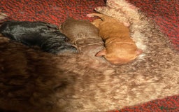 Poedel Toy honden te koop: Toy poedel teefje  in Oss - Afbeelding 4