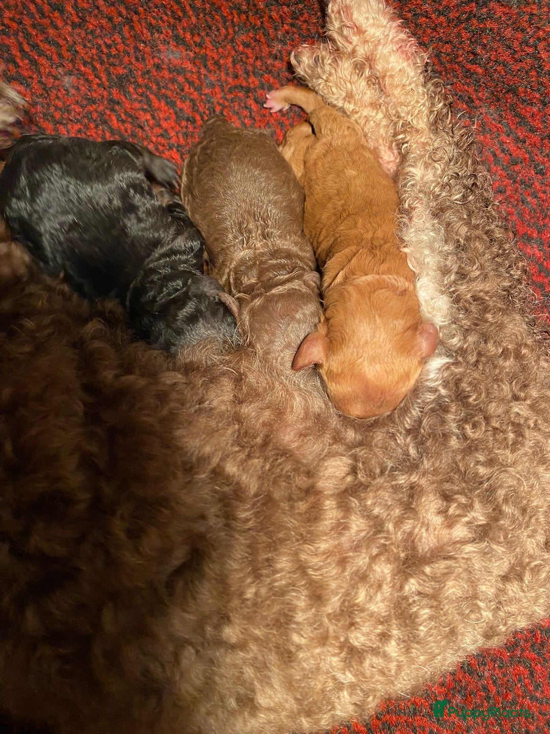 Poedel Toy honden te koop: Toy poedel teefje  in Oss - Afbeelding 4