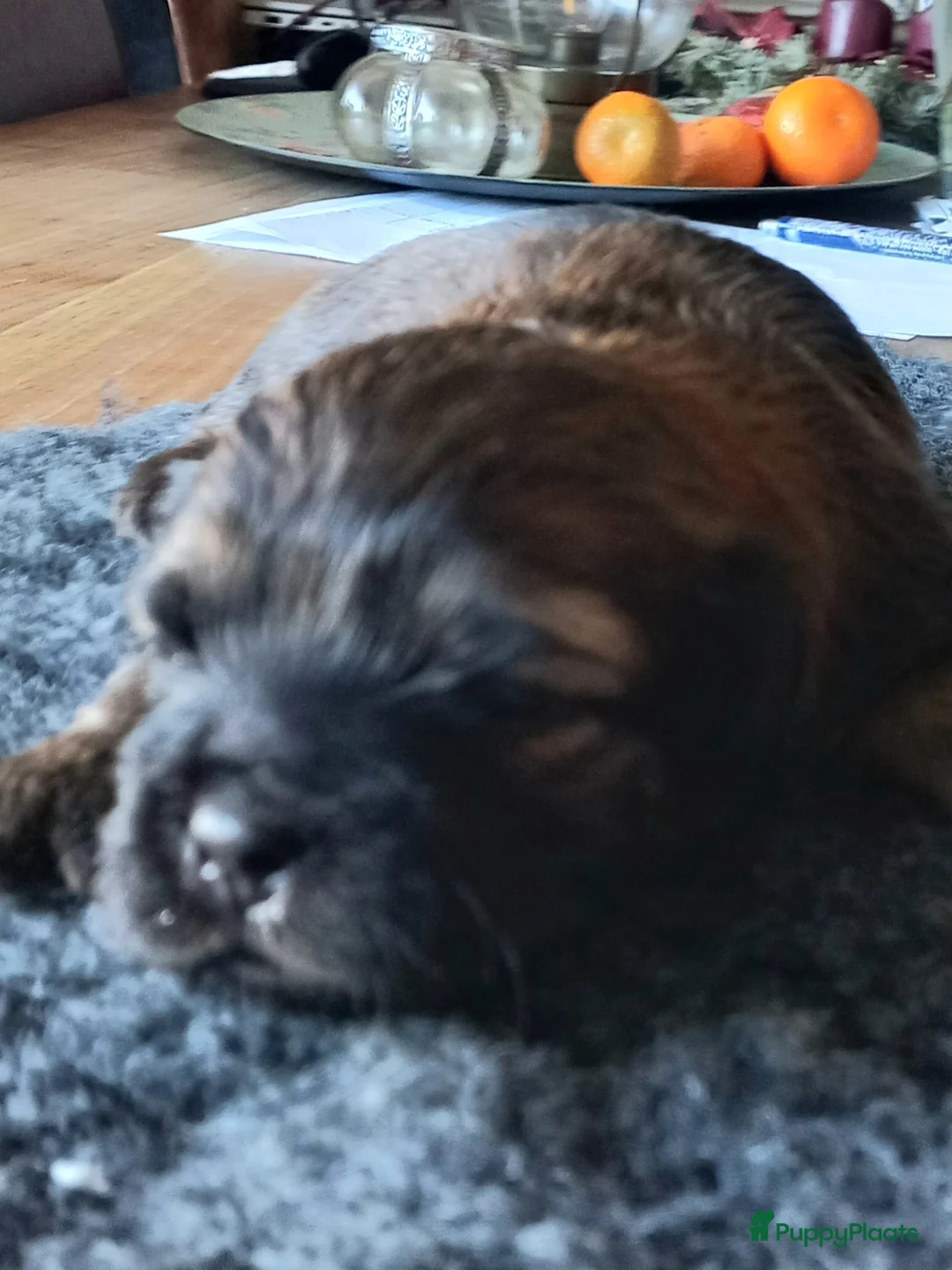 Kruising honden te koop: Shih tzu/boomer - Advertentie 2