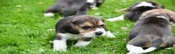 Beagle honden te koop: Prachtige Beagle pups  - Advertentie 31