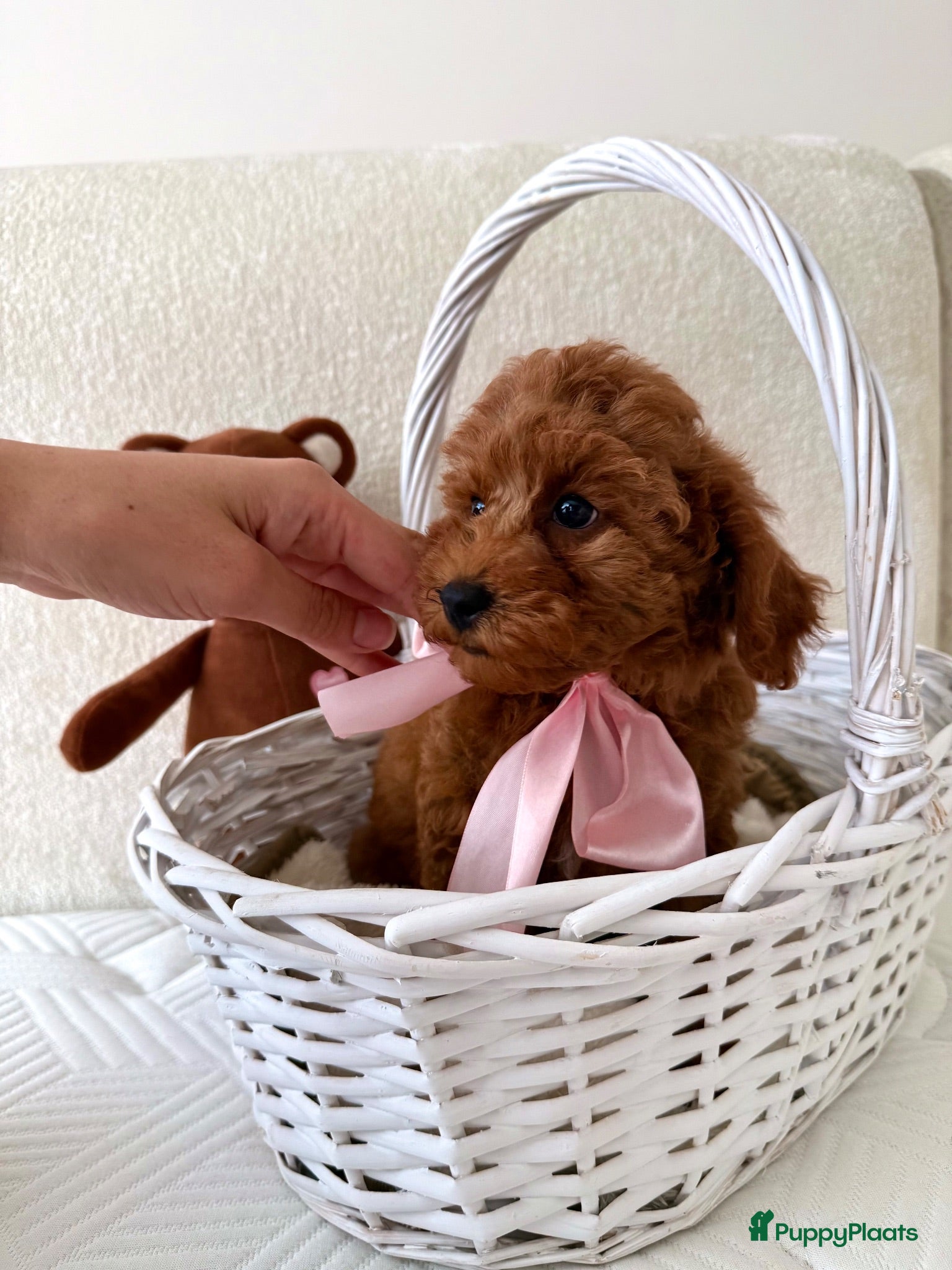 Kruising honden Dwergpoedel puppy - Advertentie 2