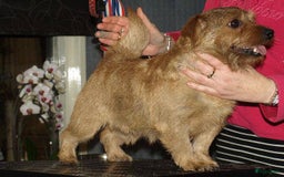 Norfolk Terriër honden te koop: Te koop 2 herplaats Norfolk teefjes - Afbeelding 2