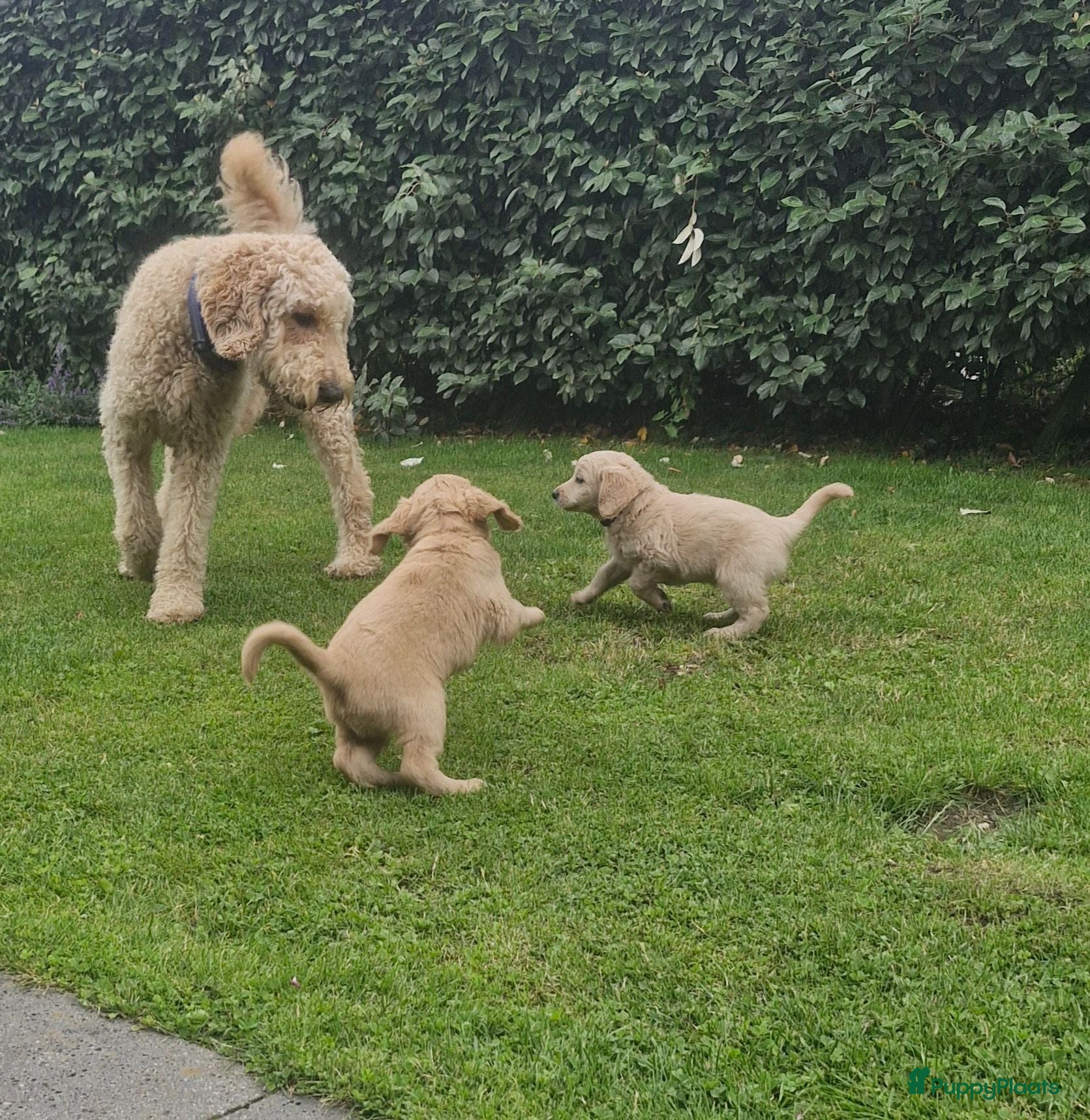 Labradoodle honden Labradoodle pups  - Advertentie 1