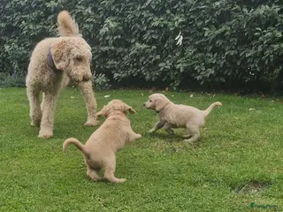 Labradoodle honden Labradoodle pups - Advertentie 1