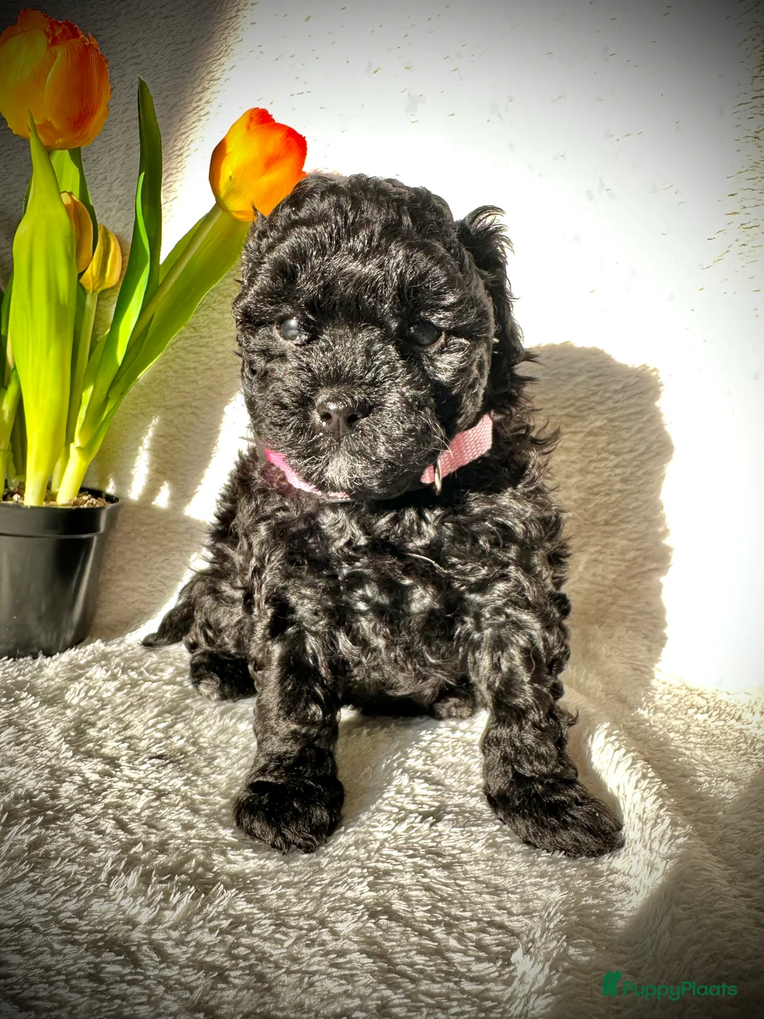 Poedel Toy honden te koop: Toypoedel pups (mini toypoedel) toypoodle puppy’s  - Advertentie 20