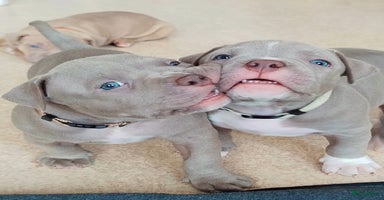 Amerikaanse Bully honden - Advertentie 16