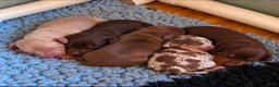 Dwergteckel honden te koop: ❤️😍 Prachtige sociale dwergteckel pups 😍❤️ - Advertentie 9