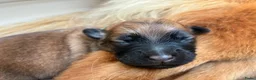 Australian Shepherd honden te koop: Baskische herder pups - Advertentie 10
