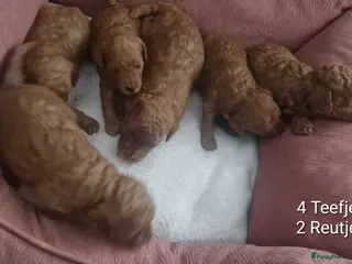 Dwergpoedel honden Rode dwergpoedels - Advertentie 1