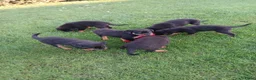 Rottweiler honden te koop: Mooie rottweilertjes - Advertentie 4