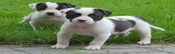 Kruising honden te koop: Border Collie Kruising pups  in Onstwedde - Advertentie 16