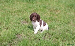 Engelse Springer Spaniel honden te koop: Lieve Engelse springer spaniel puppy's in Gameren - Afbeelding 4