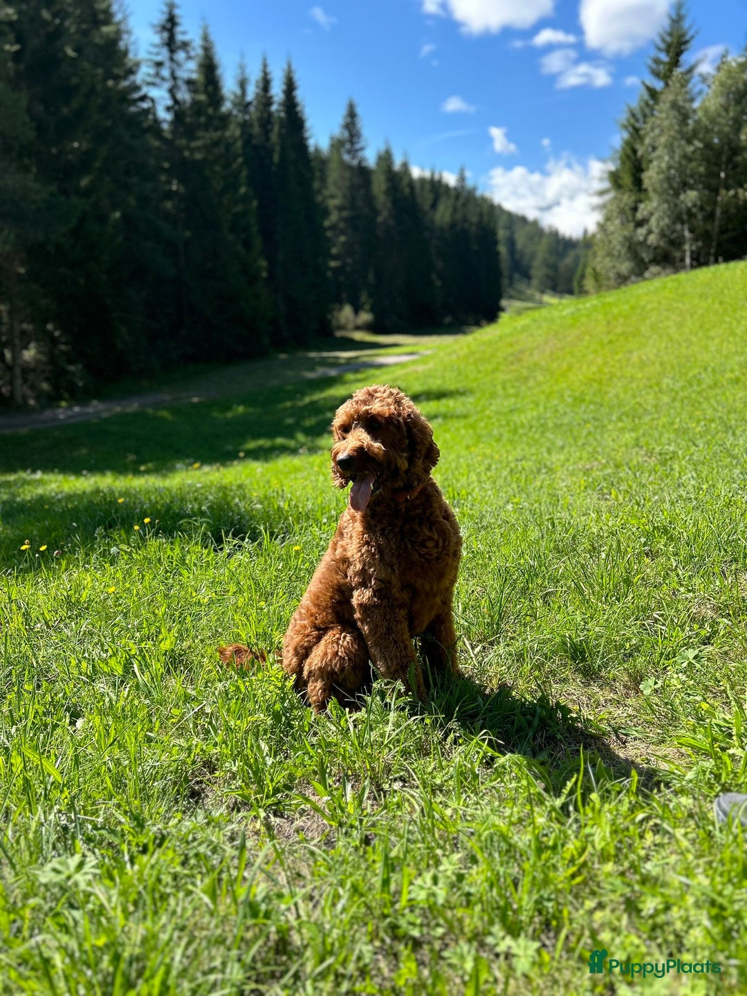 Goldendoodle honden te koop: Prachtige Irish Golden Doodle pups  - Advertentie 5