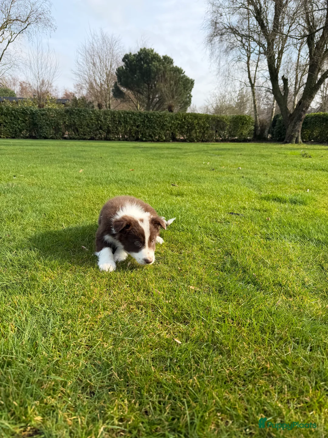 Kruising honden te koop: Australian Shepherd x Border Collie pups - Advertentie 12