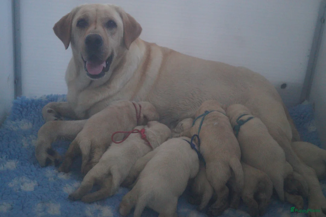 Labrador Retriever honden te koop: Authentieke Gele Labrador Pups Met Stamboom - Advertentie 1