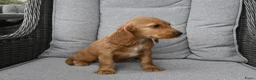 Engelse Cocker Spaniel honden te koop: Engelse Cocker Spaniel pups - Advertentie 4