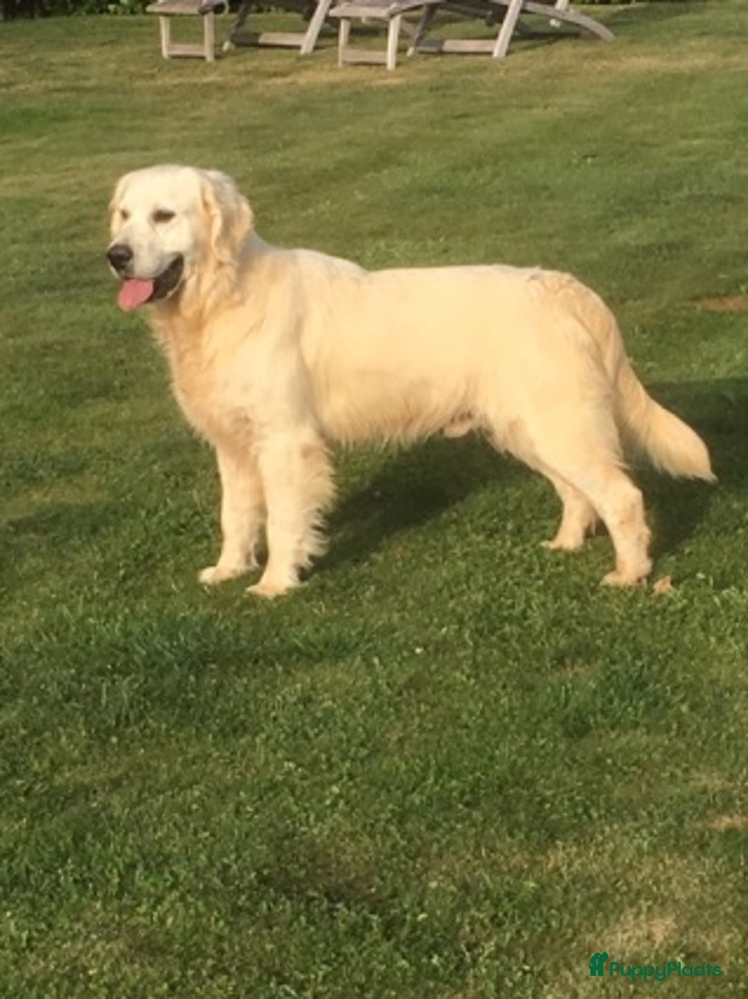 Goldador honden te koop: Goldador pups met ouders te zien - Advertentie 3