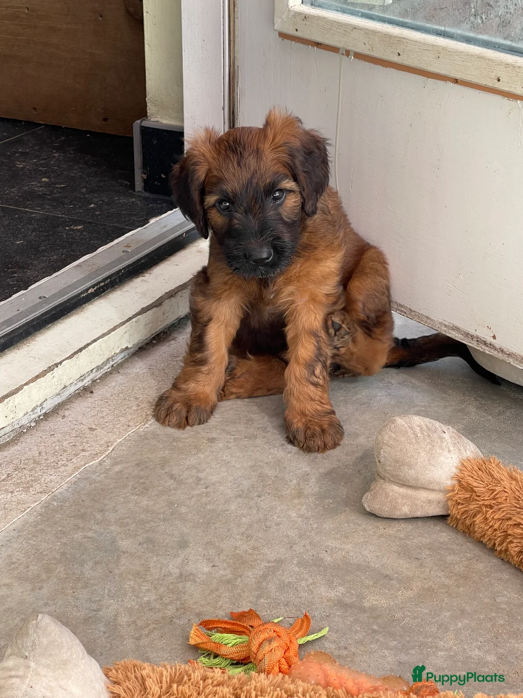 Briard honden te koop: Briardpups - Advertentie 5