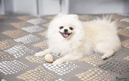 Pomeriaan honden ter dekking: Pomeriaan Dekreu Thomas (niet te koop) - Advertentie 2