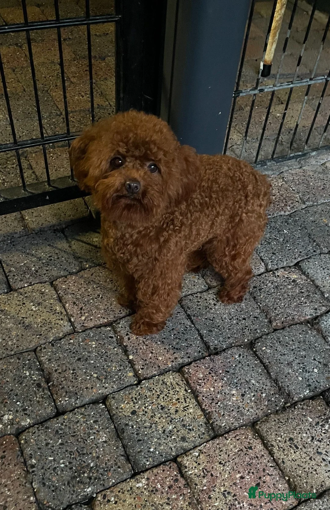 Poedel Toy honden ter dekking: toy/dwerg poedel dekreutjes staan ter dekking - Advertentie 8