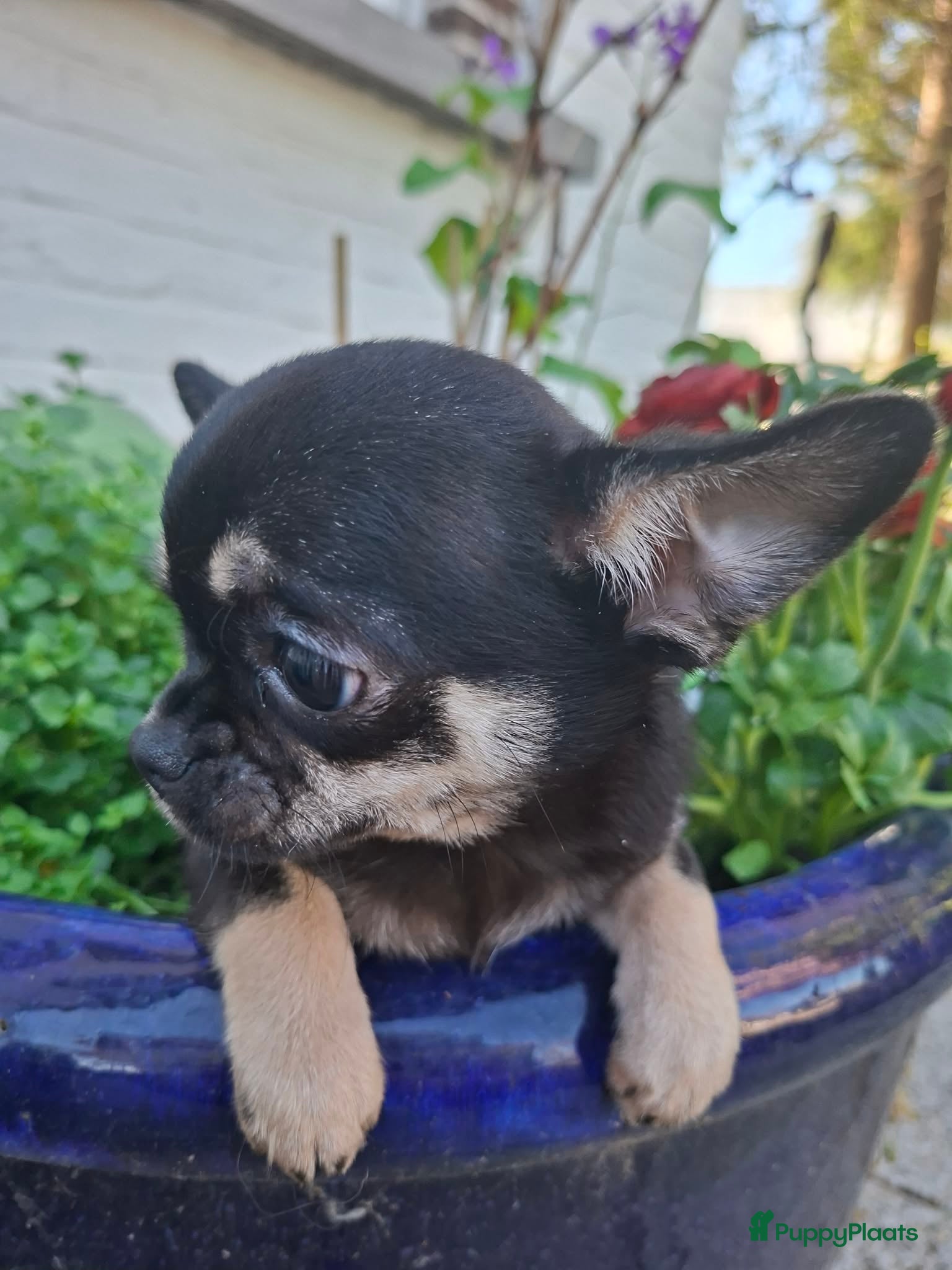 Chihuahua honden Chihuahua  - Advertentie 1